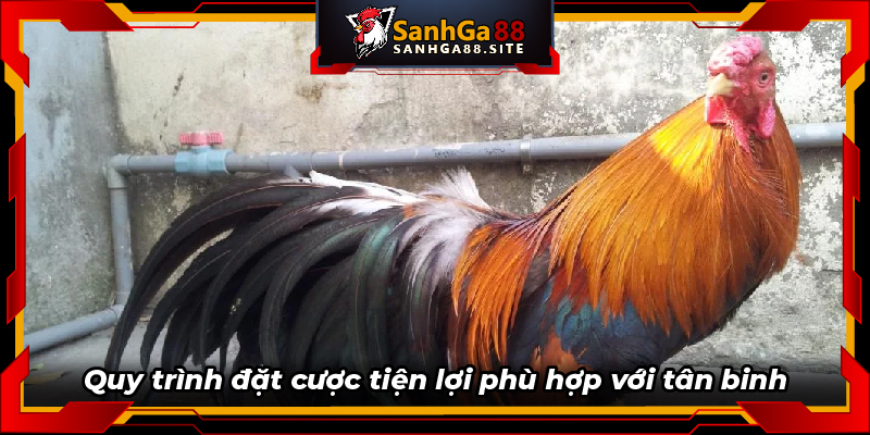 Quy trình đặt cược tiện lợi phù hợp với tân binh