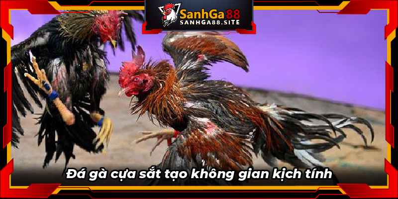 Đá gà cựa sắt tạo không gian kịch tính