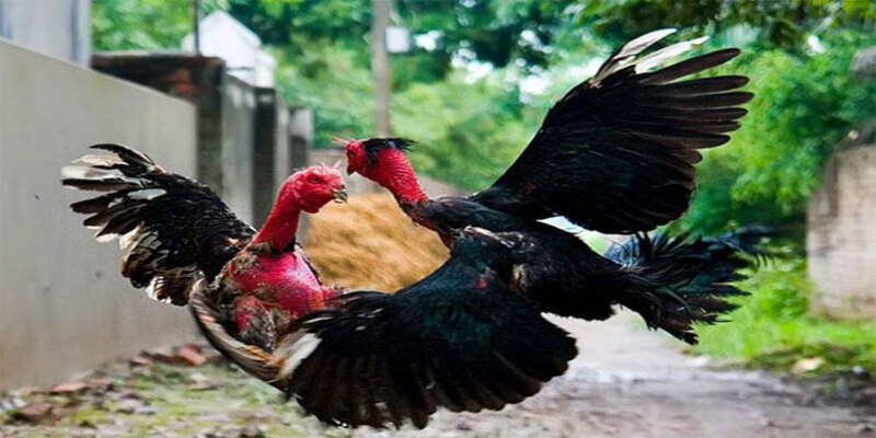 Giới thiệu Sanhga88 trong từng khía cạnh hoạt động